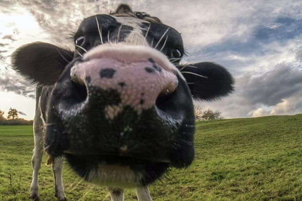 Cow_Closeup_Macro_Nose_Snout_513574_1280x853
