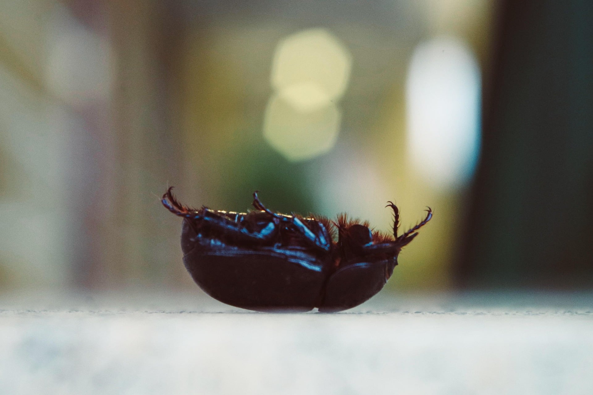 Nid d'oiseau vide.